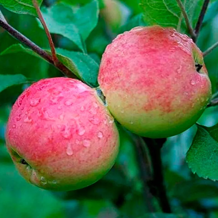 Яблоня Июльское Черненко ранн v7 100-120 Tim 