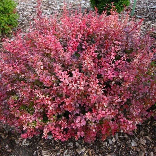 Барбарис тунберга Инспирейшн v5 20-40 Bor 