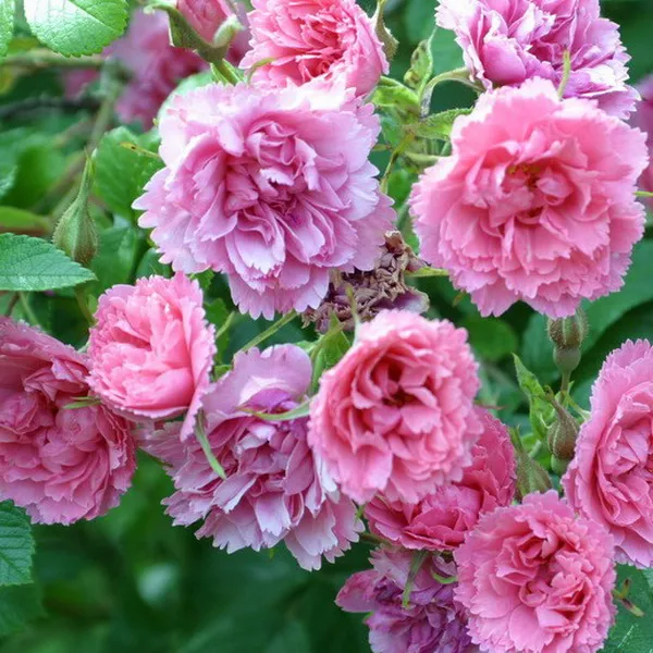 Роза парковая Гротендорст, c5 Tim 