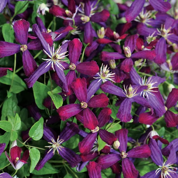 Клематис Свит саммер лав, с2 CL 