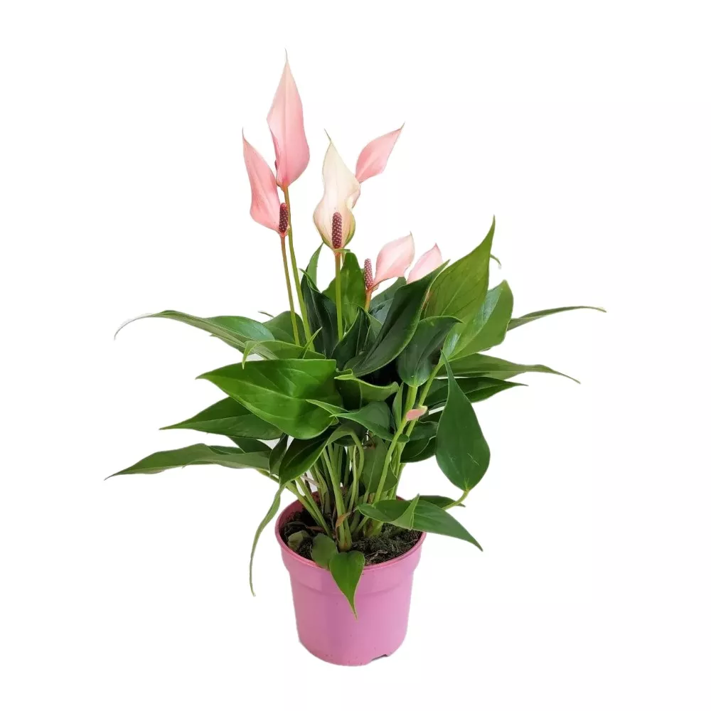 Антуриум Андреанум Лилли d12 h40 