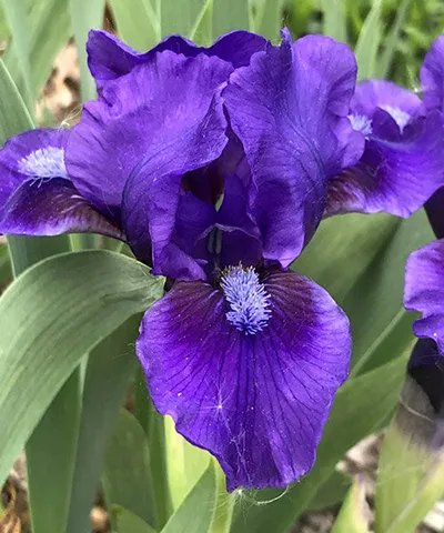 Кореневище Ирис карликовый Бенбери Раффлс 1шт Поиск 