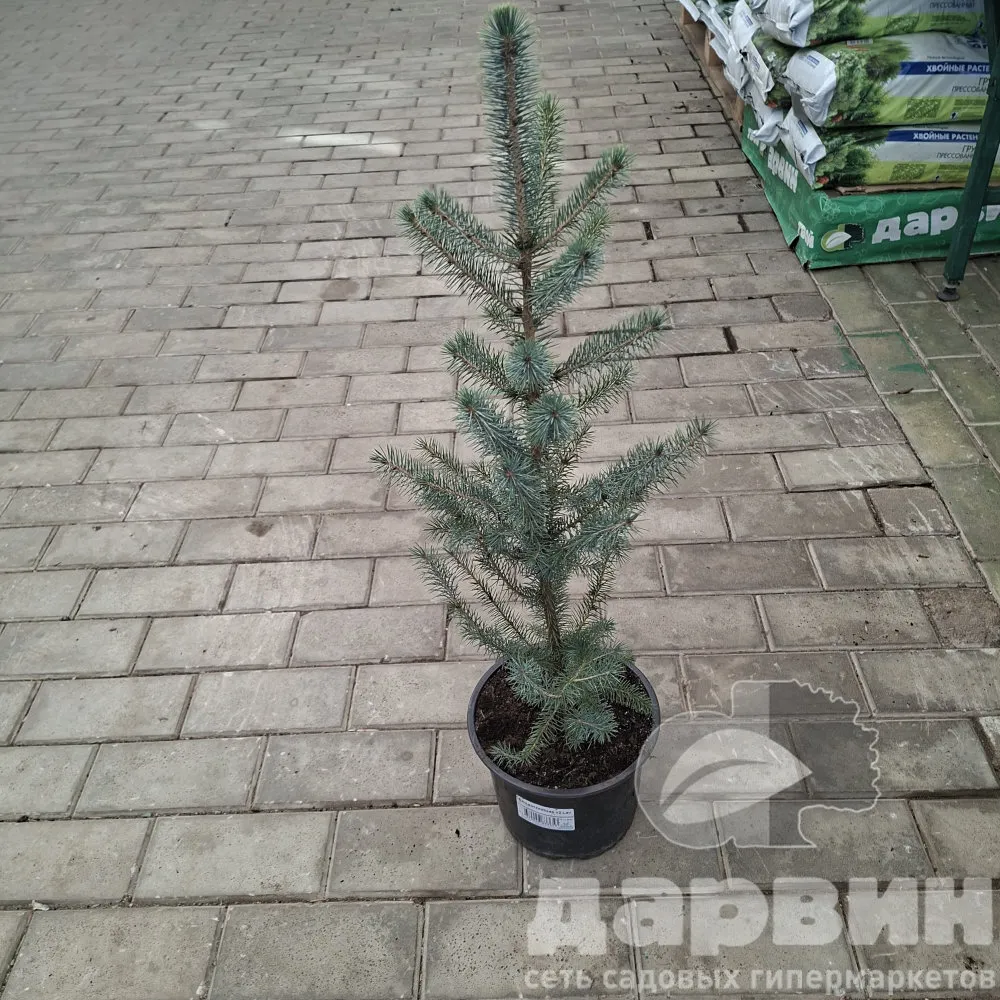 Ель ситхинская v2 Lav 