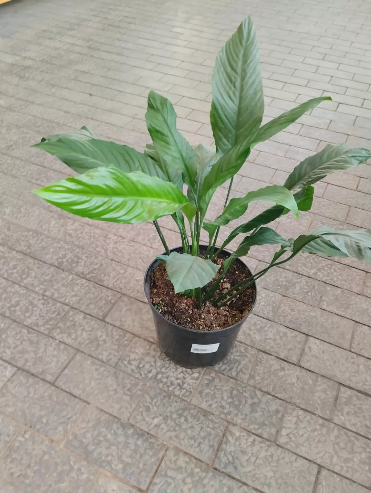 Спатифиллум d26 ХР 