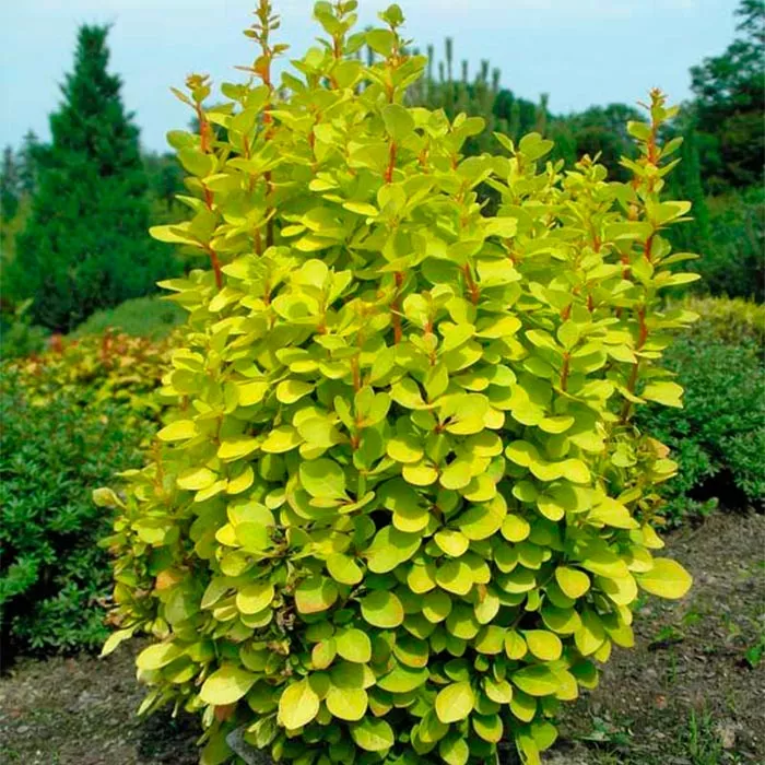 Барбарис тунберга Maria C2 BL 2017 