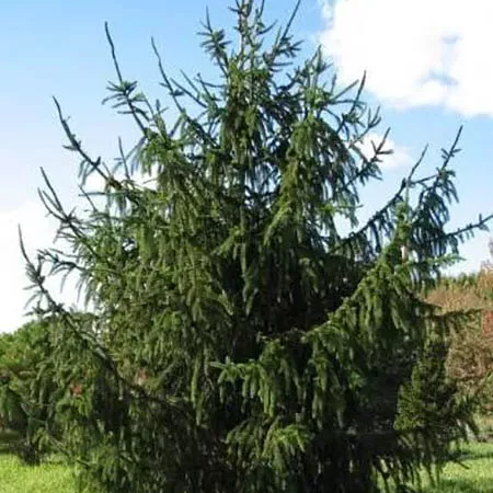 Растение ель сербская Виргата 125-150см Lt2 