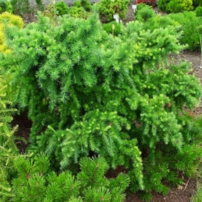 Растение лиственница японская Литл богл 15-20 KG 