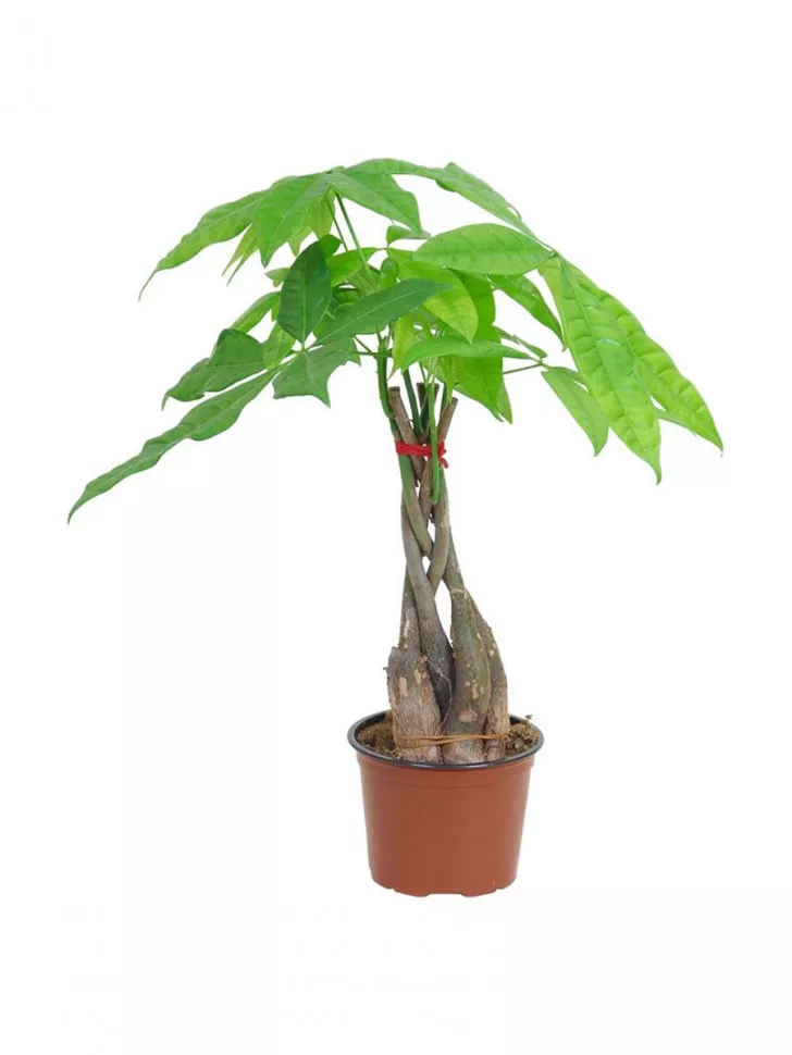 Пахира Акватика d10 h30 