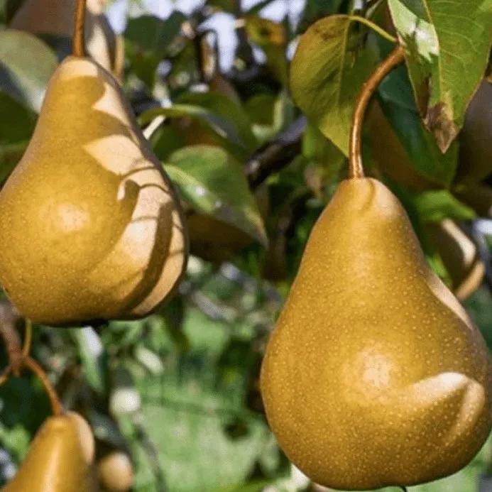 Груша Бере Боск v7 100-140 Lav 