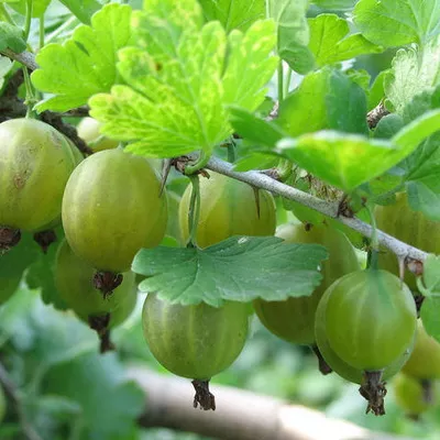 Крыжовник Малахит С5 40-60 ЦО 