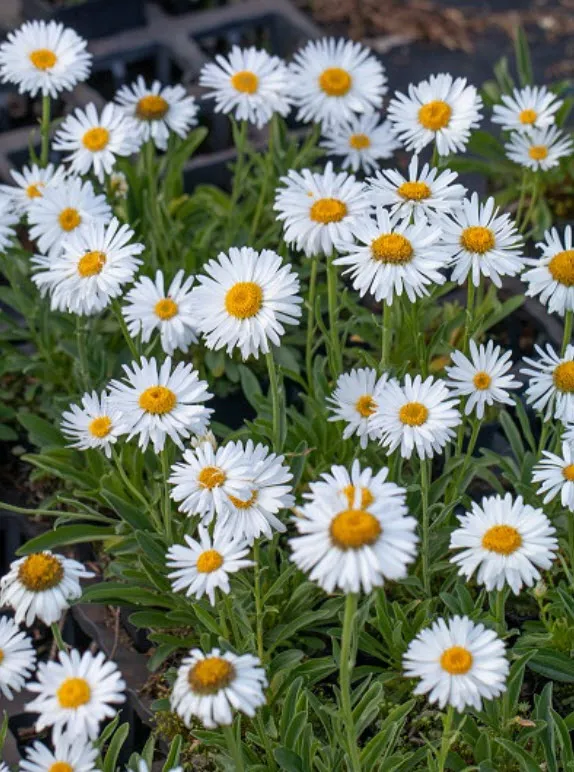 Корневище Астра альпийская Альба 1шт. Поиск 