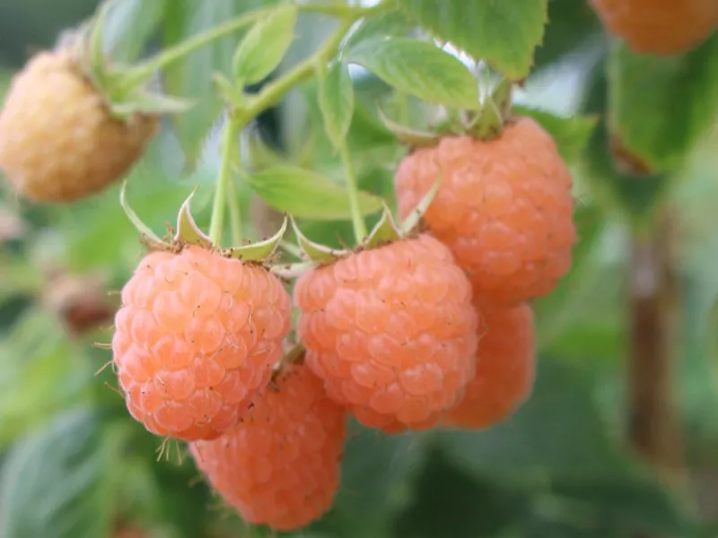 Малина Дабл Голд желтая в коробке, Tim 