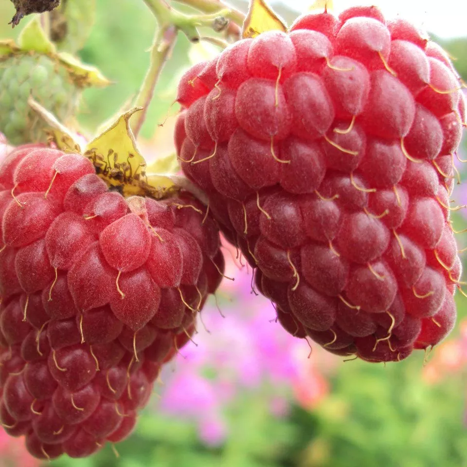 Малина Самородок, красная v2 Tim 