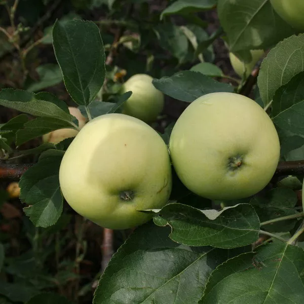 Яблоня Папировка 4-х летка Tim 