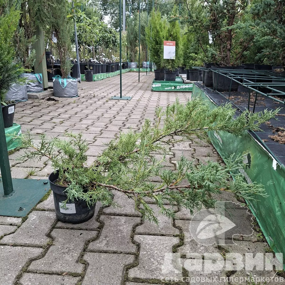 Можжевельник виргинский Хетц C3 30-50 Bor 