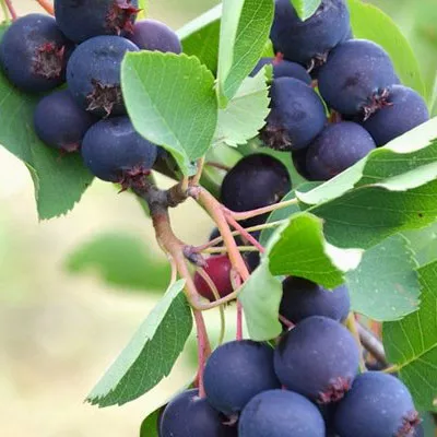 Ирга ольхолистная Пембина, v2 CL 