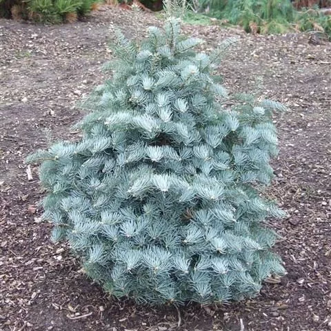 Пихта одноцветная "Кадиканс" Верещак 