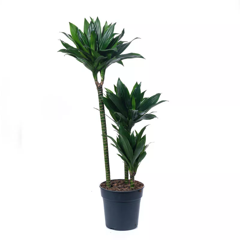 Драцена грин джуэл d21 h110 