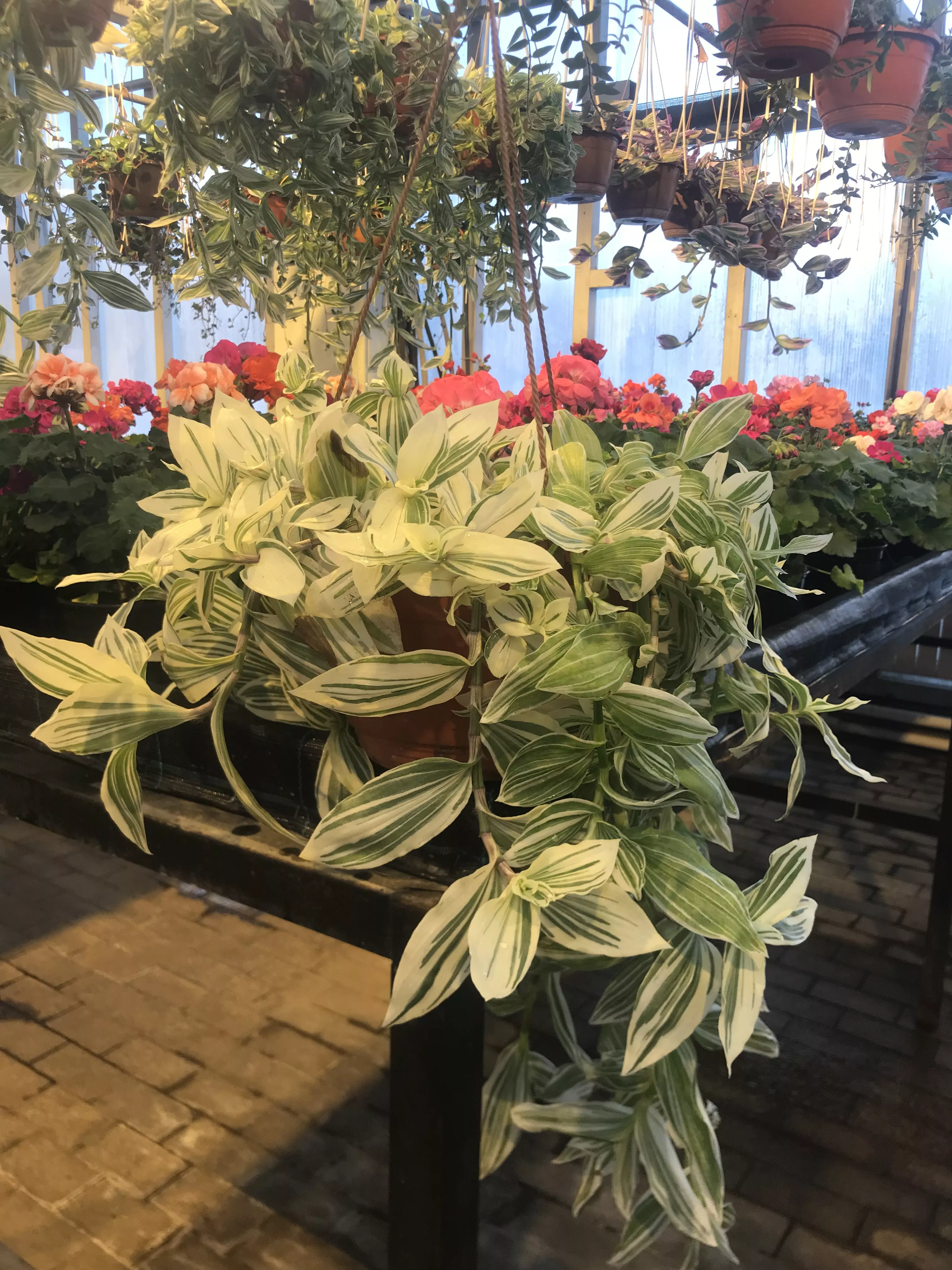 Традесканция вариегата d23 Tim 