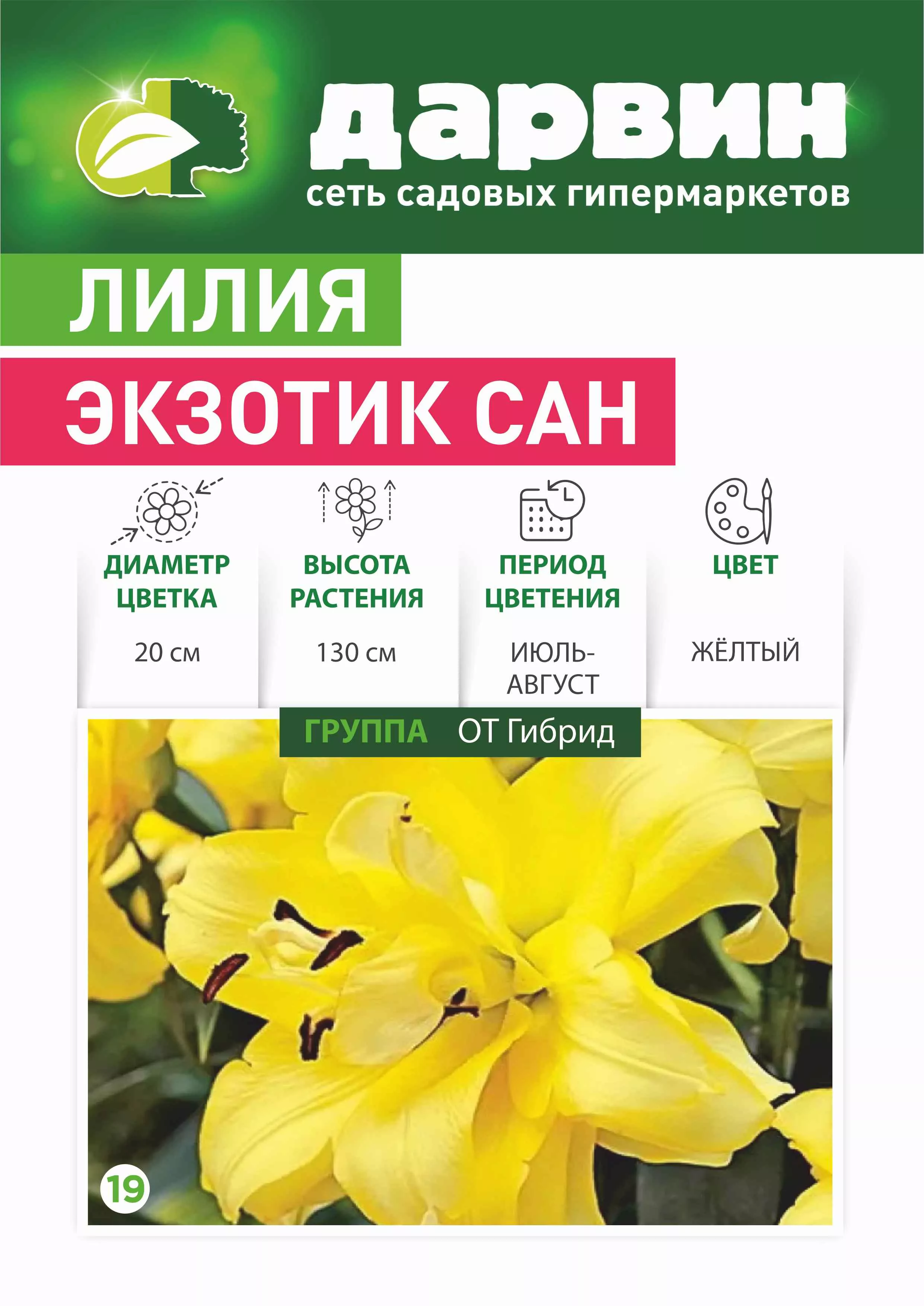 Луковица НВМ Лилия 12/14 в асс 1шт 