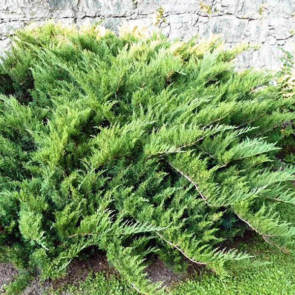 Можжевельник казацкий Tamariscifolia С3-5 Tim 