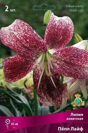 Луковица Лилия азиатская Пёпл Лайф 2шт Поиск 