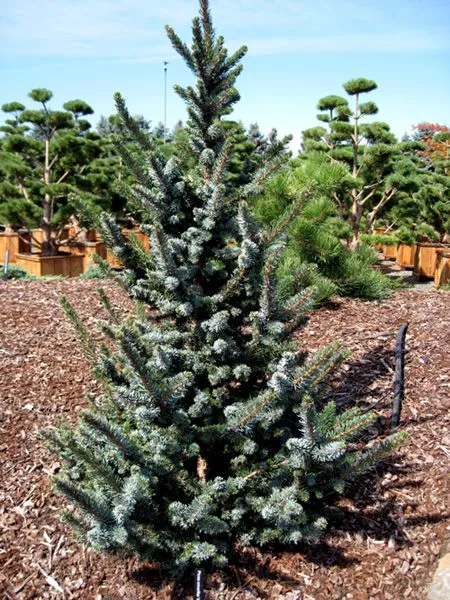 Ель сербская Де Реутер 40-50 Lav 