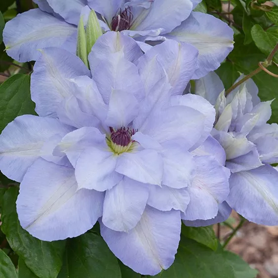 Клематис Блю Котильон p9 Cl 