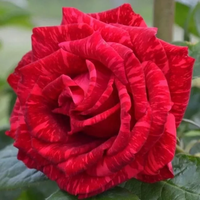 Роза чайно-гибридная Ред Интуишен v5 Lav 