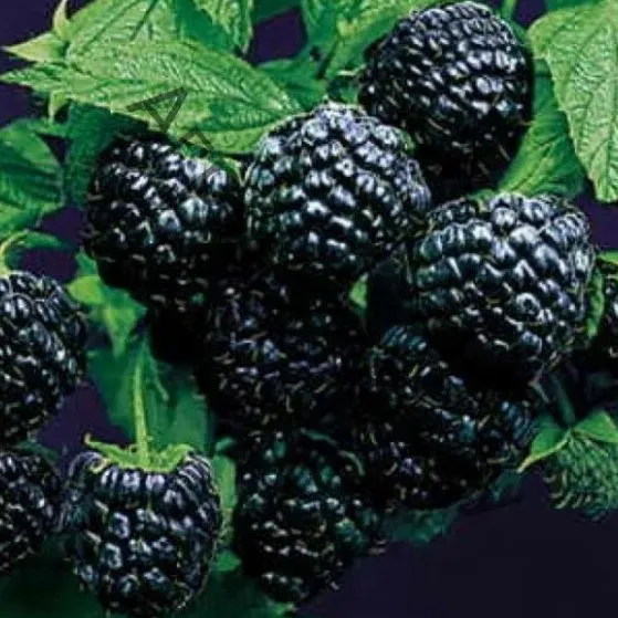 Малина Блек Джевел черноплодная