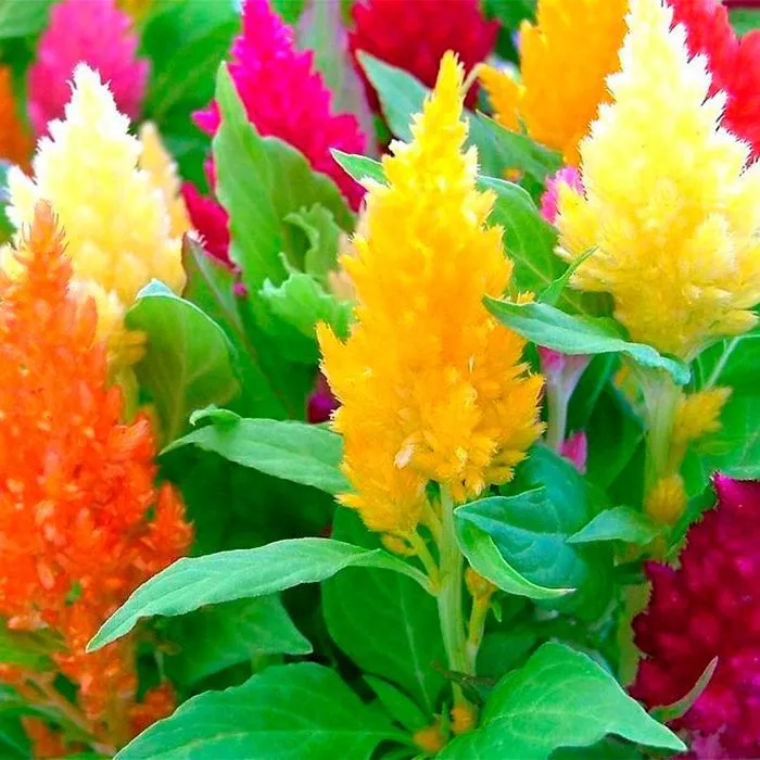 Целозия в ассортименте Е6 ЕГ 