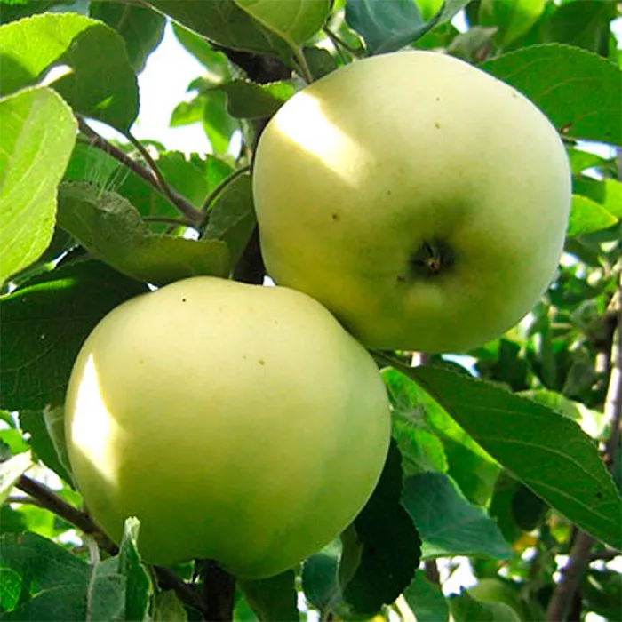 Яблоня Антоновка 1-летка 