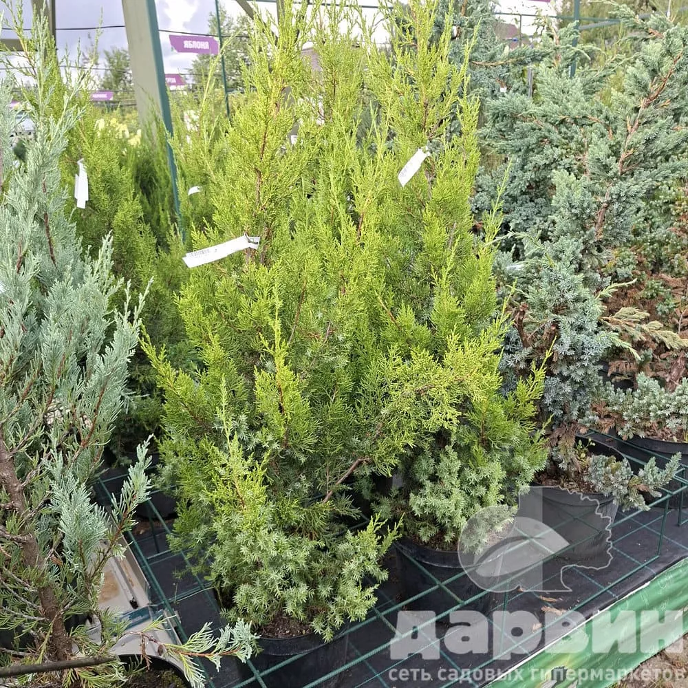 Можжевельник китайский Обелиск  C7,5/10 80-100 Bor 