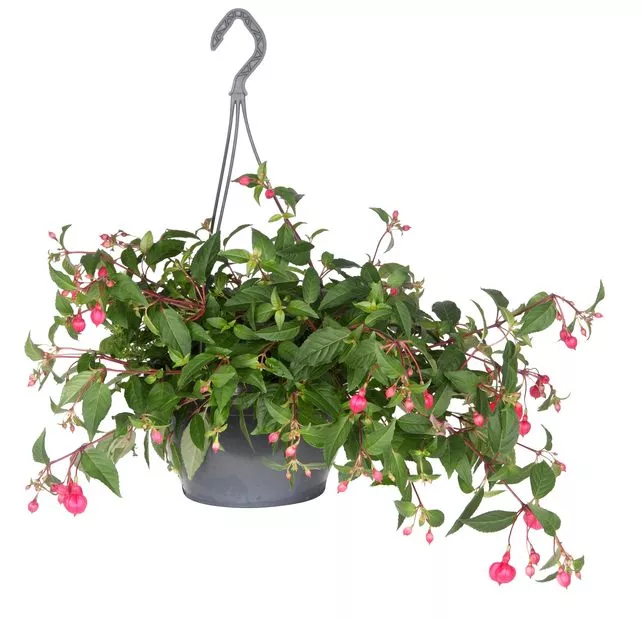 Фуксия ампельная Голден Маринка красная пестрый лист D23 ПВ 