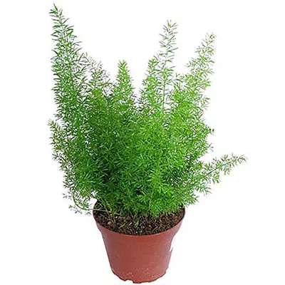 Аспарагус d12 ЦК 