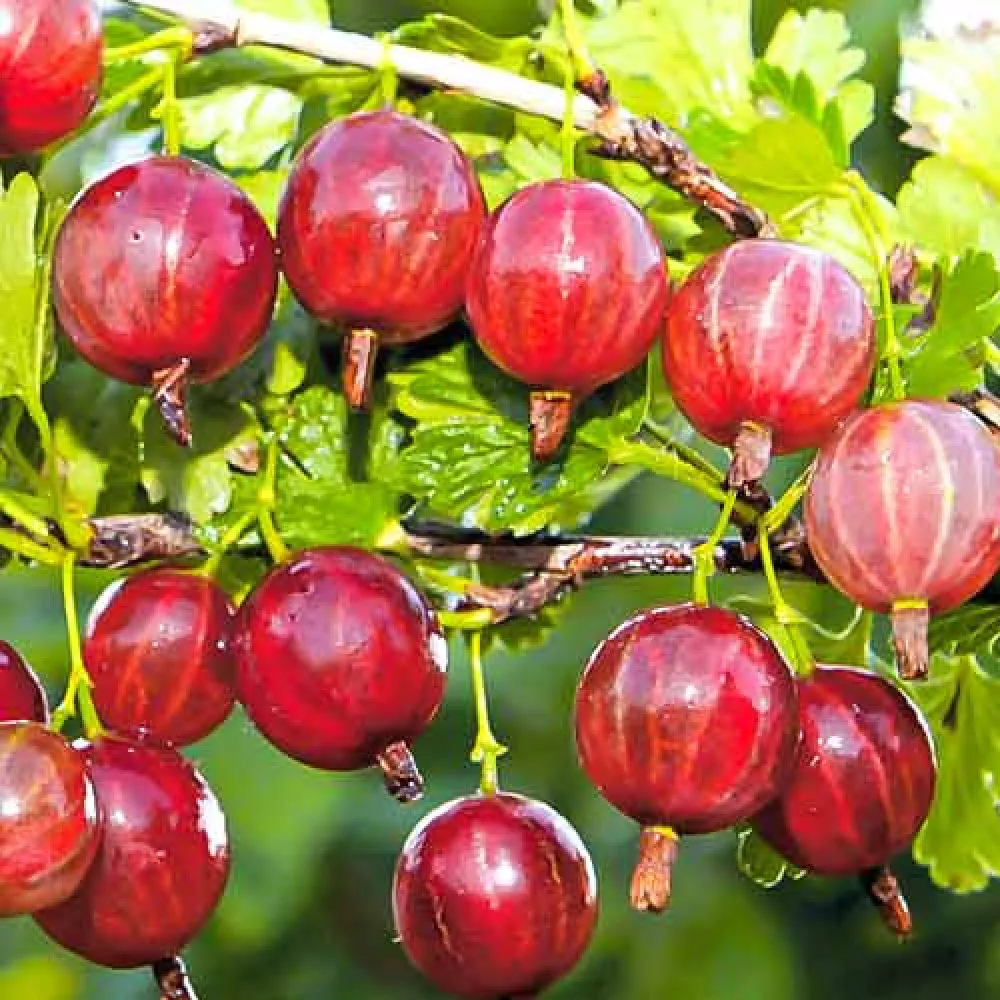 Крыжовник Колобок с2-с3  Nik 