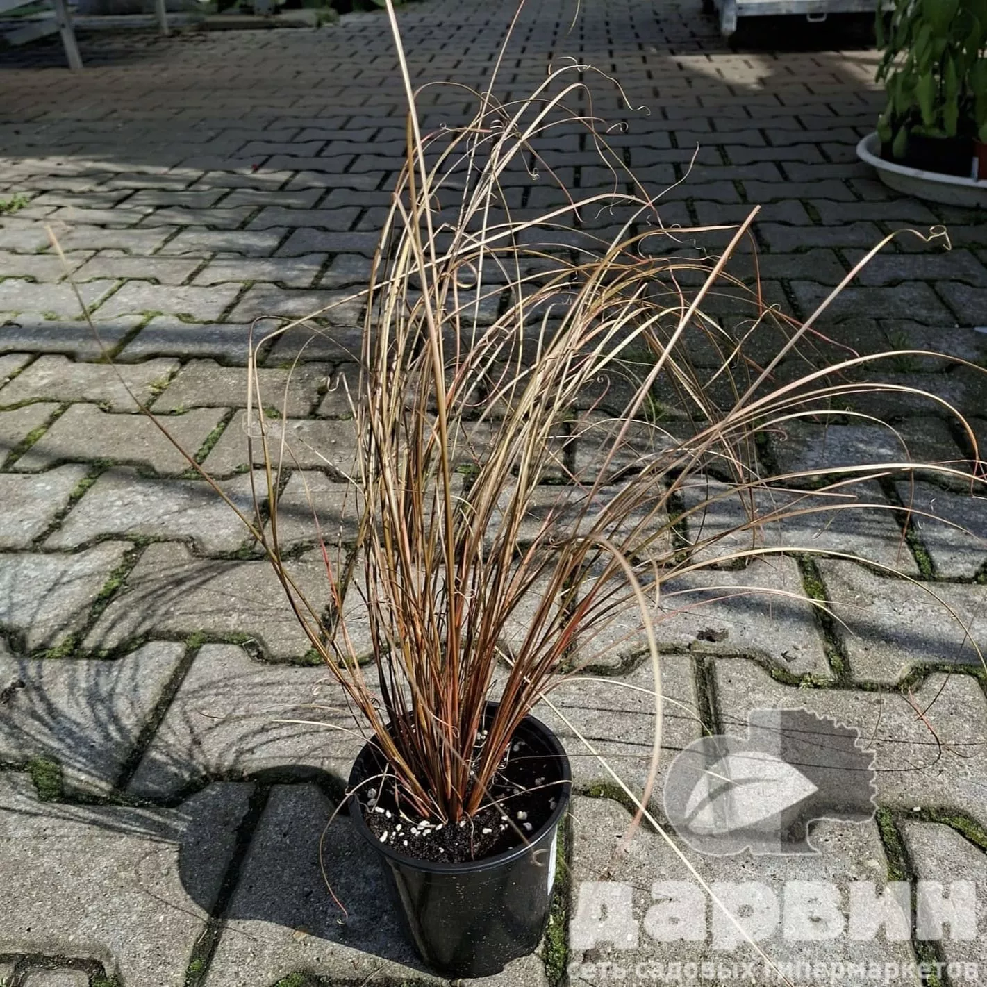 Осока буханана Ред Рустер d12 Tim 