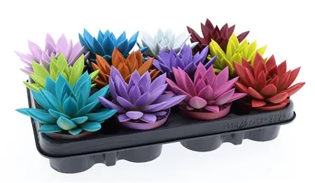 Эхеверия окрашенная в ассортименте d8 