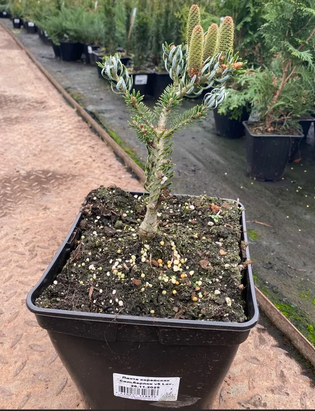 Пихта корейская Сильберлок v5 Lav 