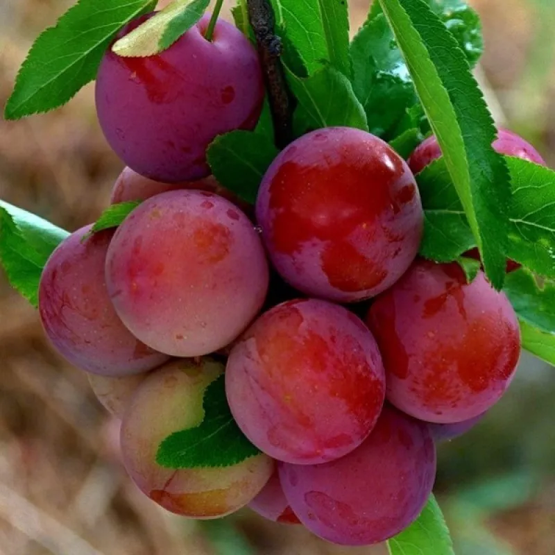 Алыча Кубанская Комета ранн v7 100-140 ЦО 