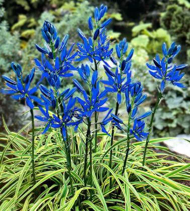 Луковица Камассия Блю Мелоди 6/7, 15 шт/уп 