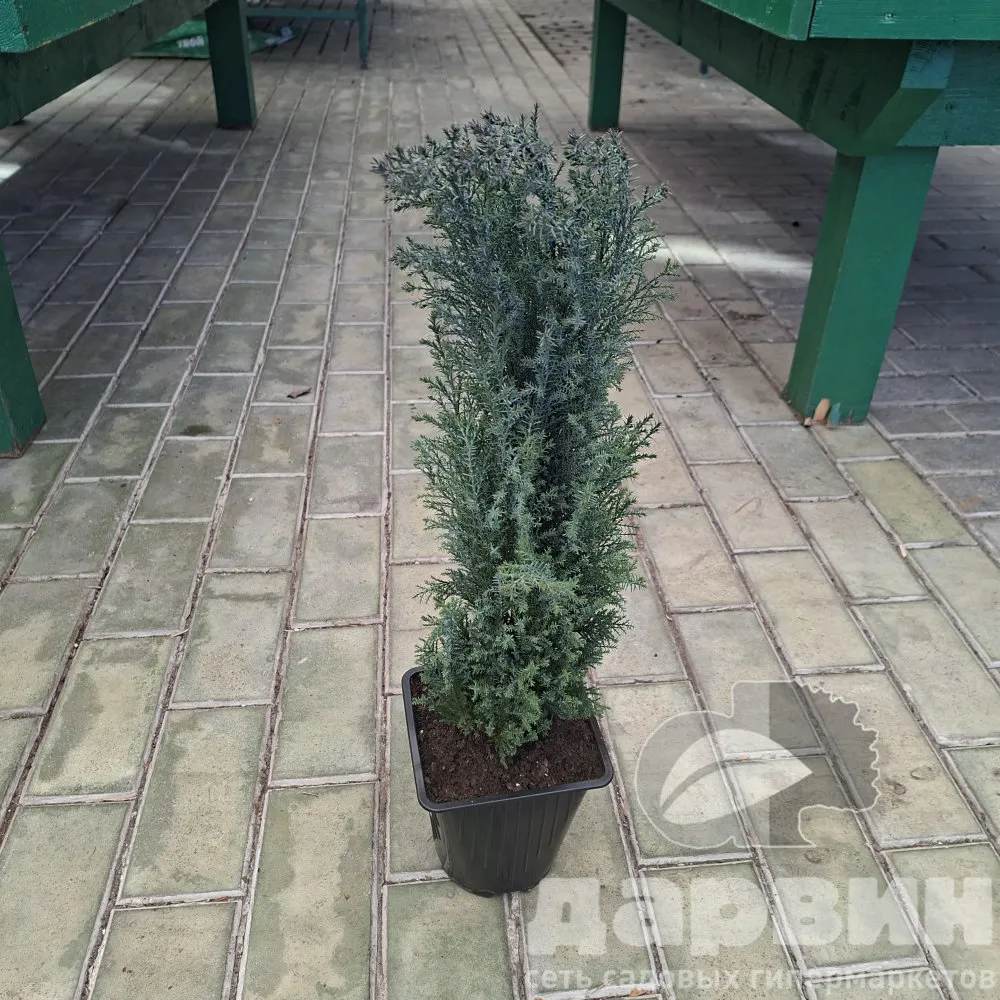 Кипарисовик лавсона Элвуди Пиллар v2 Lav 