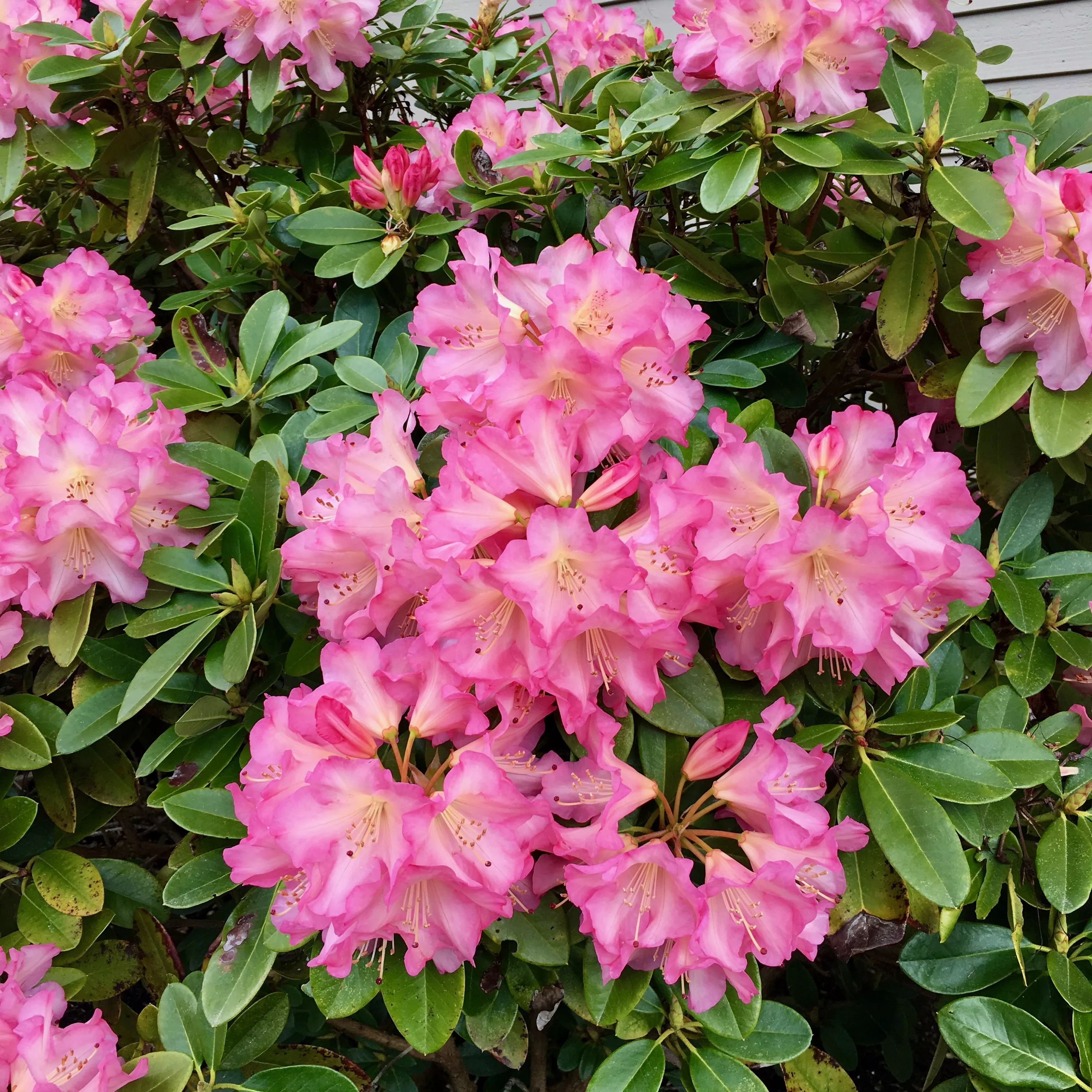 Рододендрон Розовый v2-3 Tim-FT 