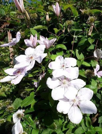 Клематис Мать Урсула Ледуховска Р9 CL 