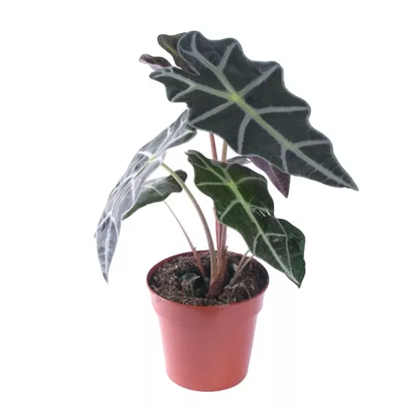 Алоказия d12 