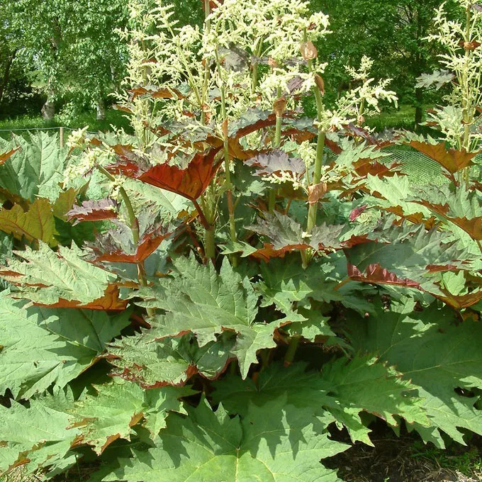 Ревень дланевидный тангутский v3 Lav 