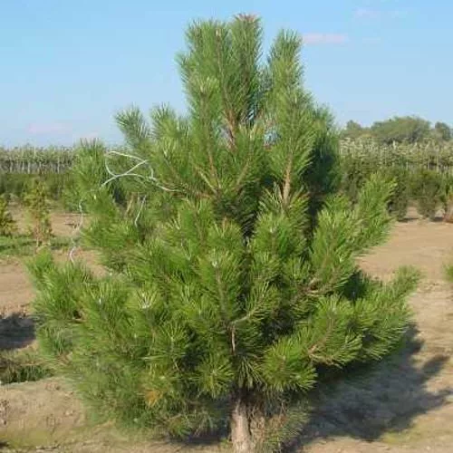 Растение сосна обыкновенная 125-150 CM RB EXTR Tw 