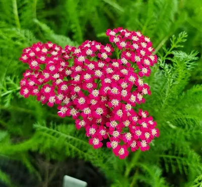 Корневище Тысячелистник обыкновенный Флауэрбёрст I 1шт Поиск 