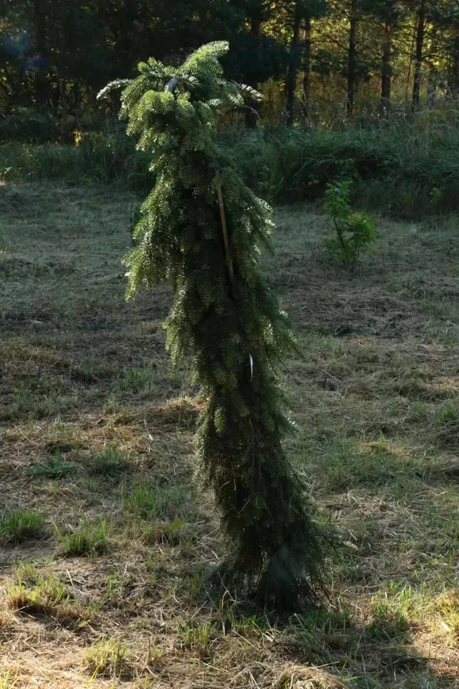 Ель сербская Пендула Брунс 100-120см Lav 