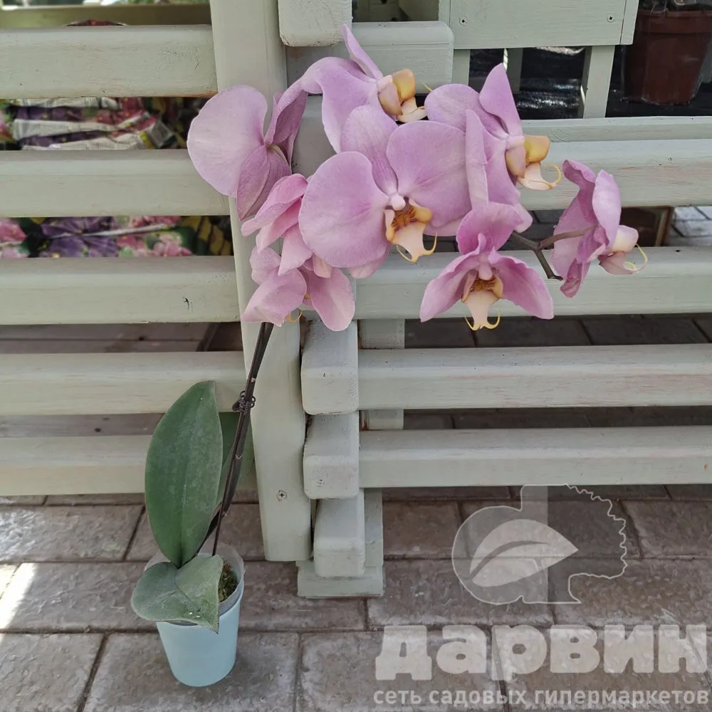 Фаленопсис 1 ствол d9 